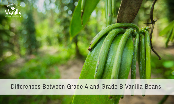 Grade A vs Grade B Vanilla Beans: Everything You Need to Know